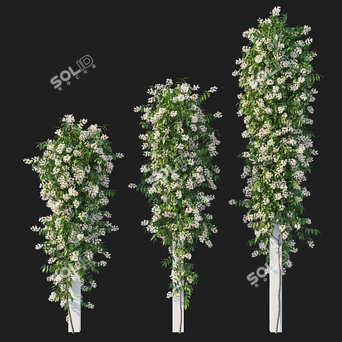 Corona Render Pandorea Pandorana Vines 3D model image 1