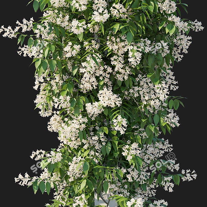 Corona Render Pandorea Pandorana Vines 3D model image 2