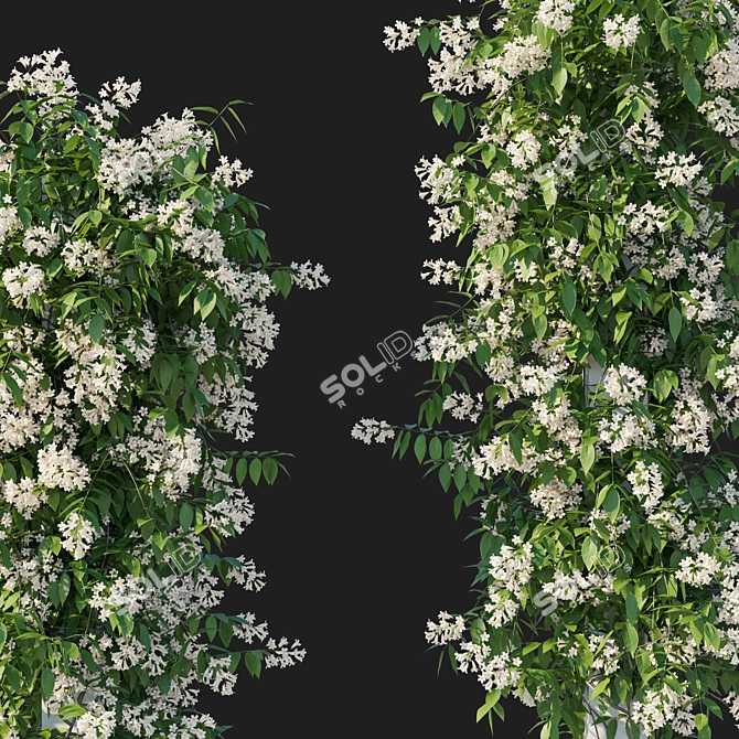 Corona Render Pandorea Pandorana Vines 3D model image 3