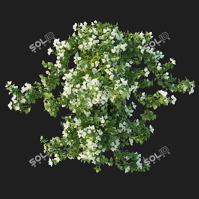 Corona Bougainvillea Vines 3D Model 3D model image 2