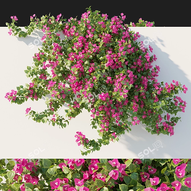 Bougainvillea 04 Vines 3D Model 3D model image 1