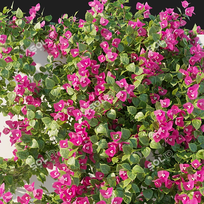 Bougainvillea 04 Vines 3D Model 3D model image 2