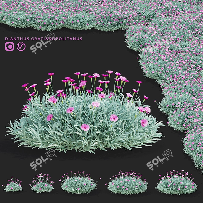 Blue-grey Dianthus Flower Set 3D model image 1