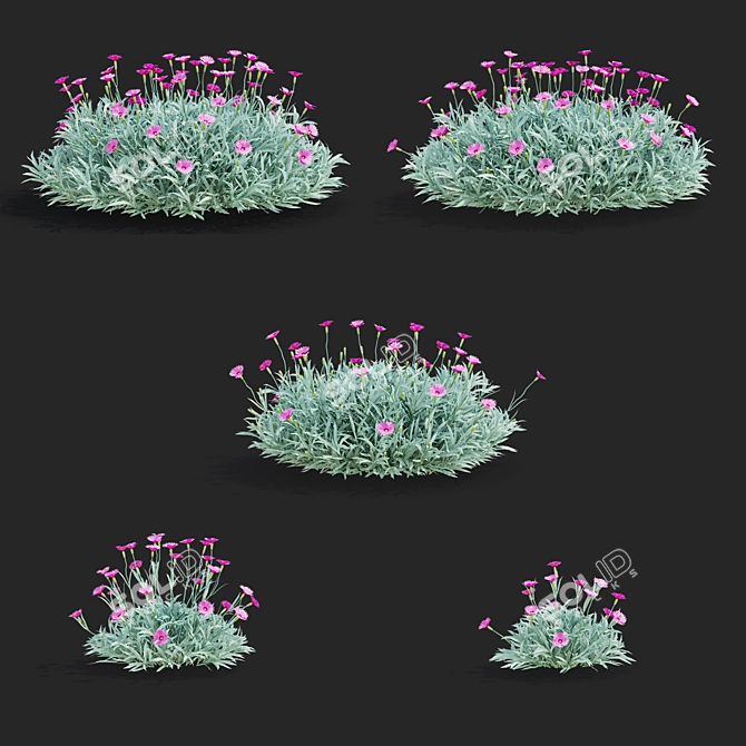 Blue-grey Dianthus Flower Set 3D model image 2