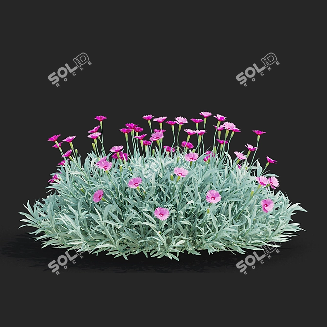 Blue-grey Dianthus Flower Set 3D model image 4