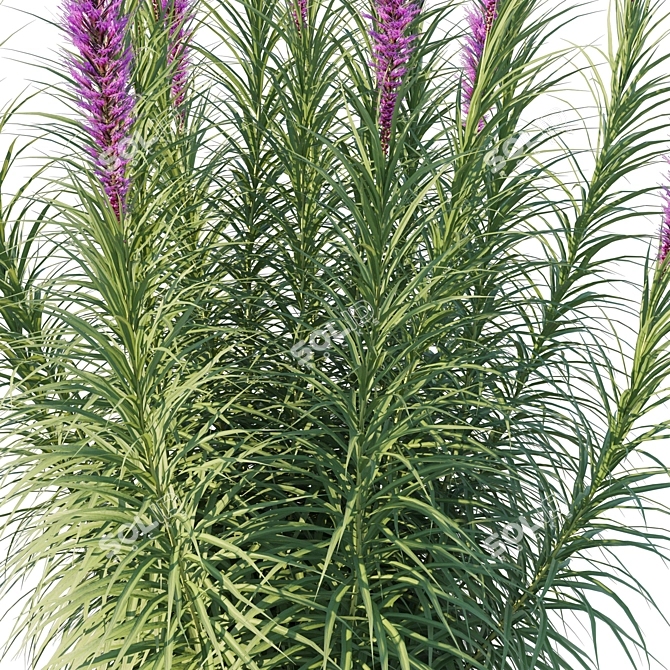 Astral Liatris 3D Model Kit 3D model image 2