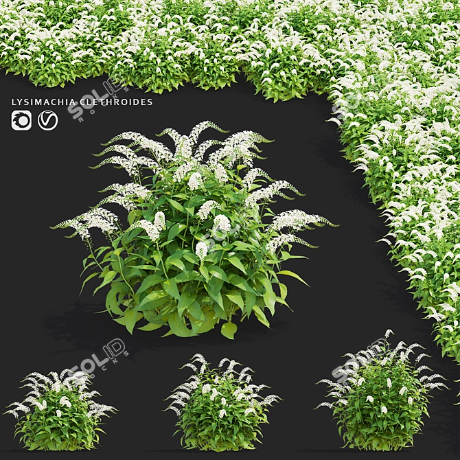 Lysimachia Clethroides Floral 3D Models 3D model image 1