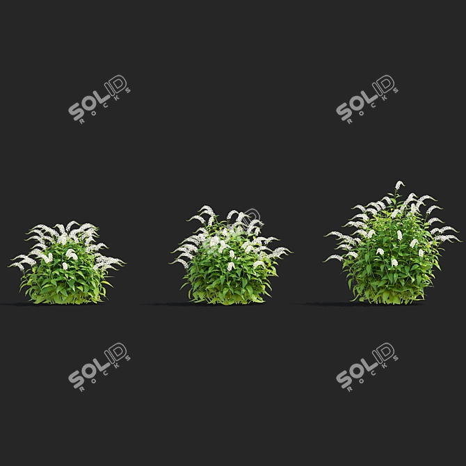 Lysimachia Clethroides Floral 3D Models 3D model image 4