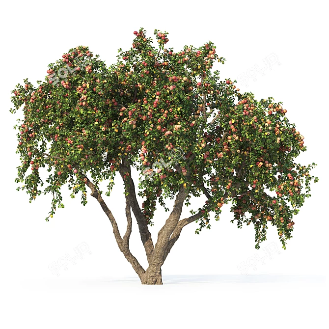 6m Apple Tree Model 2012 3D model image 1