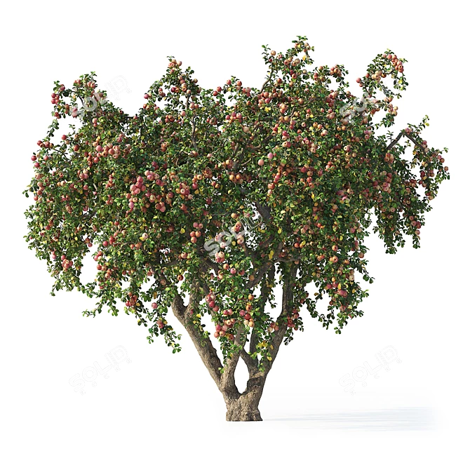 6m Apple Tree Model 2012 3D model image 3