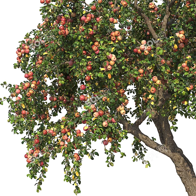 6m Apple Tree Model 2012 3D model image 4