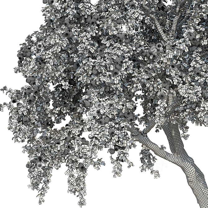 6m Apple Tree Model 2012 3D model image 5