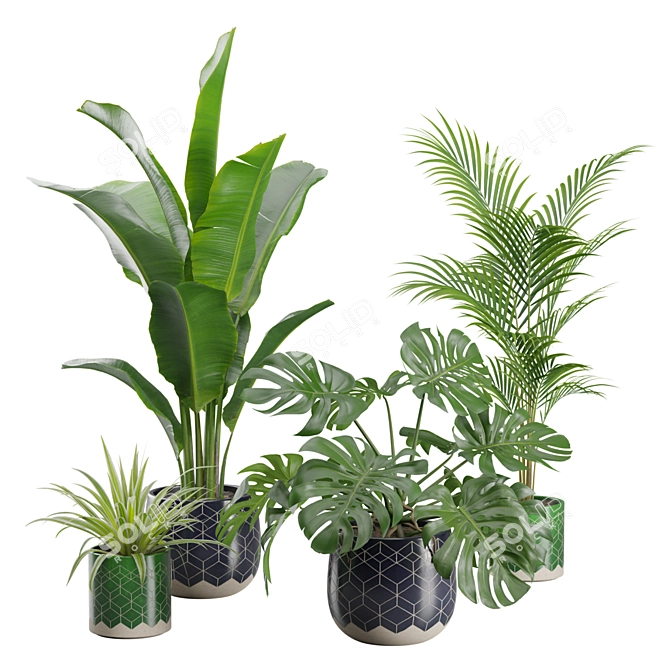 Exotic Indoor Plant Collection 32 3D model image 1