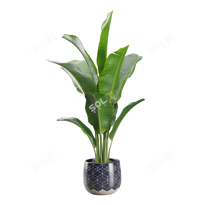 Exotic Indoor Plant Collection 32 3D model image 6