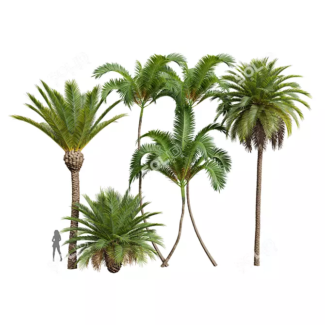 Exotic Plant 3D Models Bundle 3D model image 1