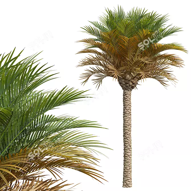 Exotic Plant 3D Models Bundle 3D model image 2