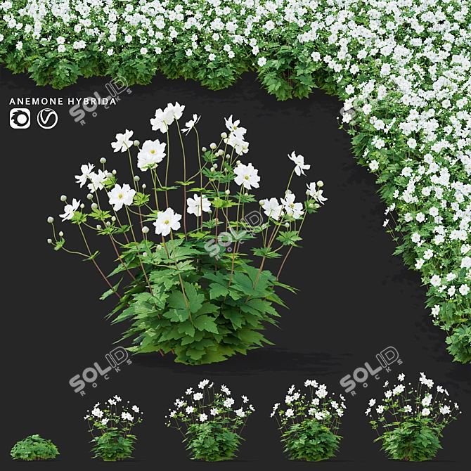 Hybrid Anemona Bush | 3D Plant Model 3D model image 1