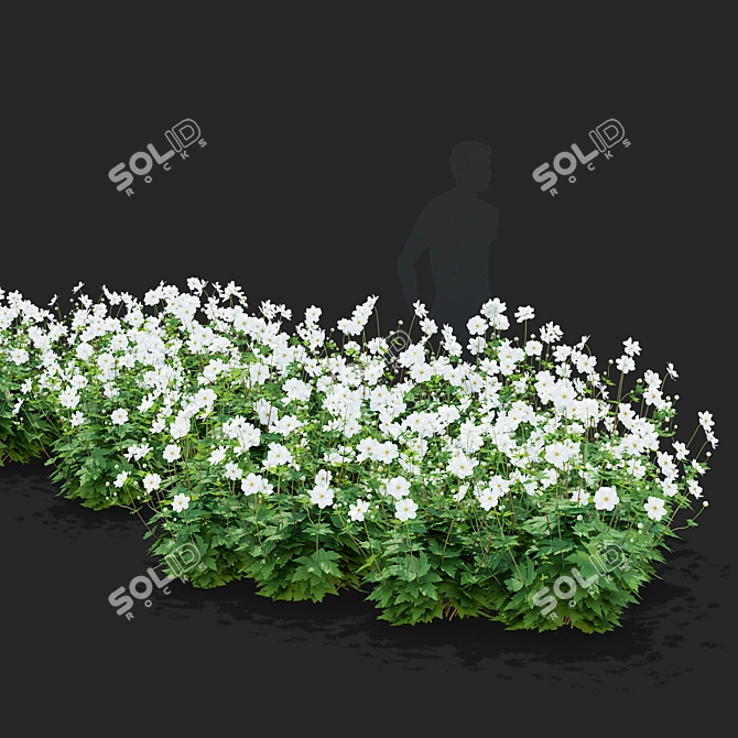 Hybrid Anemona Bush | 3D Plant Model 3D model image 2