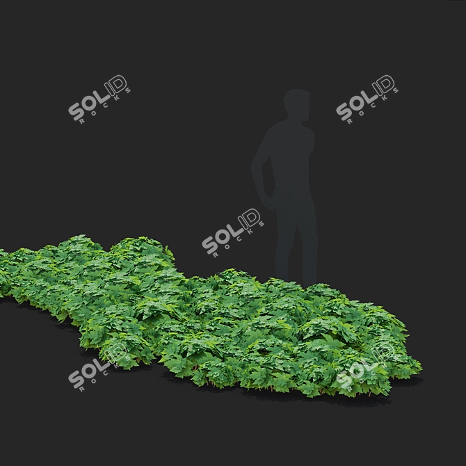 Hybrid Anemona Bush | 3D Plant Model 3D model image 3