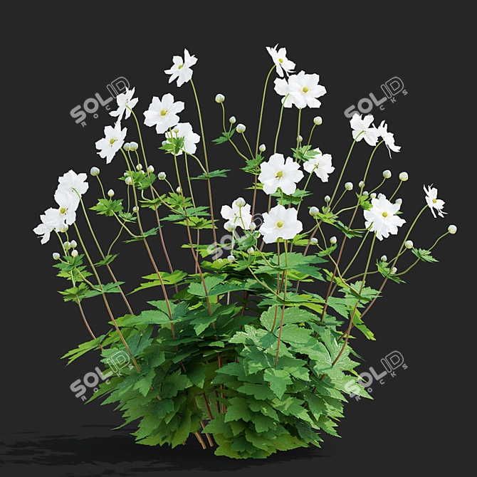 Hybrid Anemona Bush | 3D Plant Model 3D model image 4