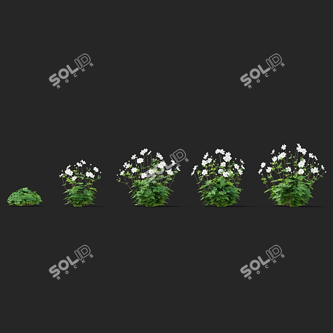 Hybrid Anemona Bush | 3D Plant Model 3D model image 6