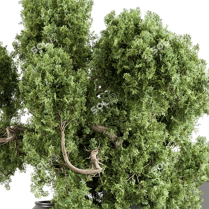 Botanical Bliss Vase Plant Set 3D model image 3