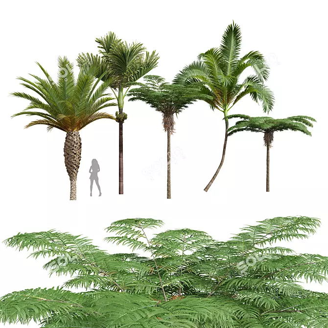 Tropical Plant 3D Models Collection 3D model image 1