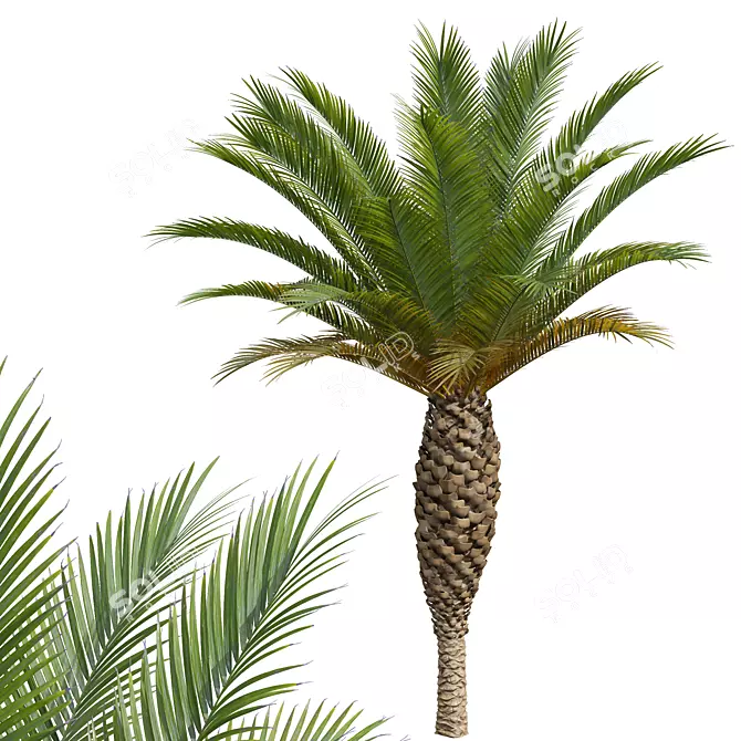 Tropical Plant 3D Models Collection 3D model image 4