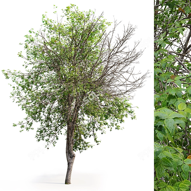 Acer Negundo 3D Model Archive 3D model image 2