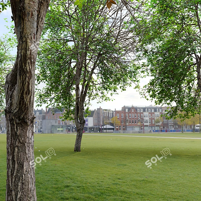 Acer Negundo 3D Model Archive 3D model image 3