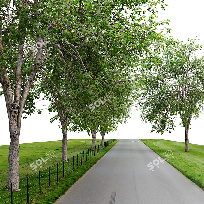 Acer Negundo 3D Model Archive 3D model image 4