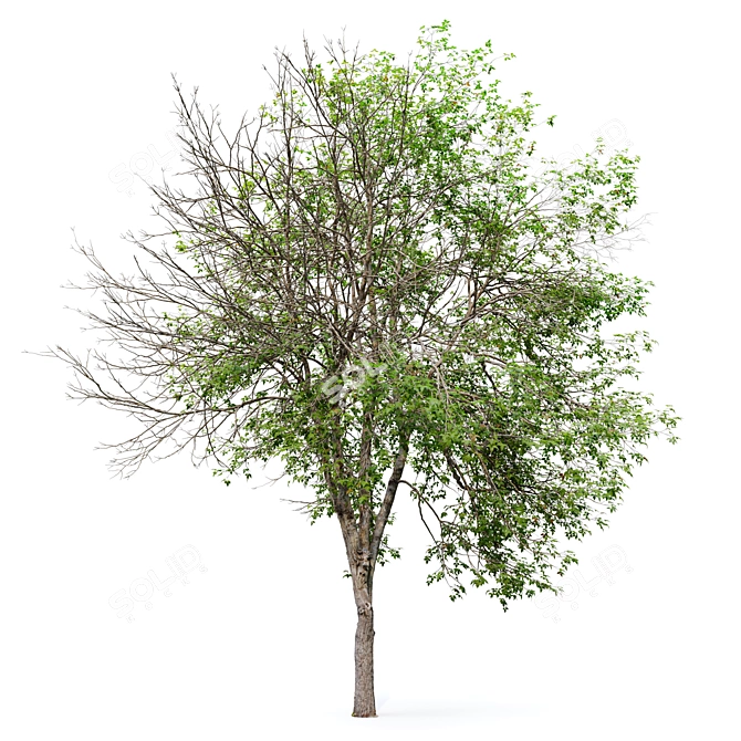 Acer Negundo 3D Model Archive 3D model image 5