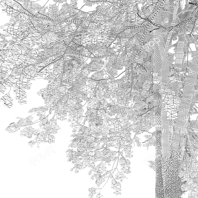 Acer Negundo 3D Model Archive 3D model image 6