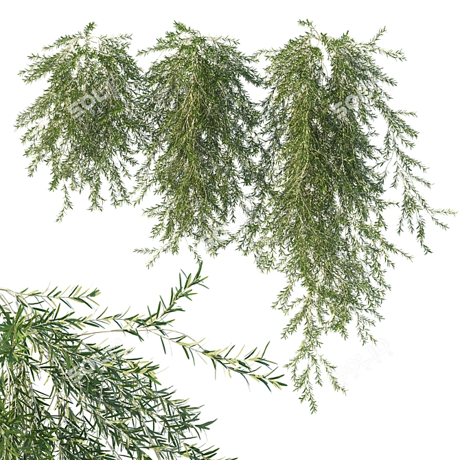 Vines Rosemary 3D Model 2016 3D model image 1