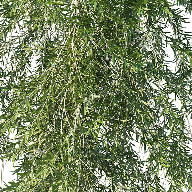 Vines Rosemary 3D Model 2016 3D model image 2