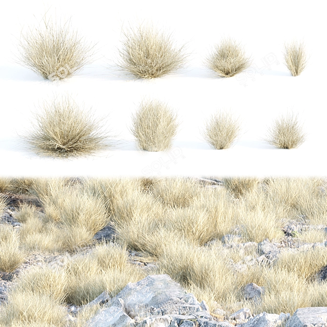 Wild Dry Grass Collection Vol.160 3D model image 1