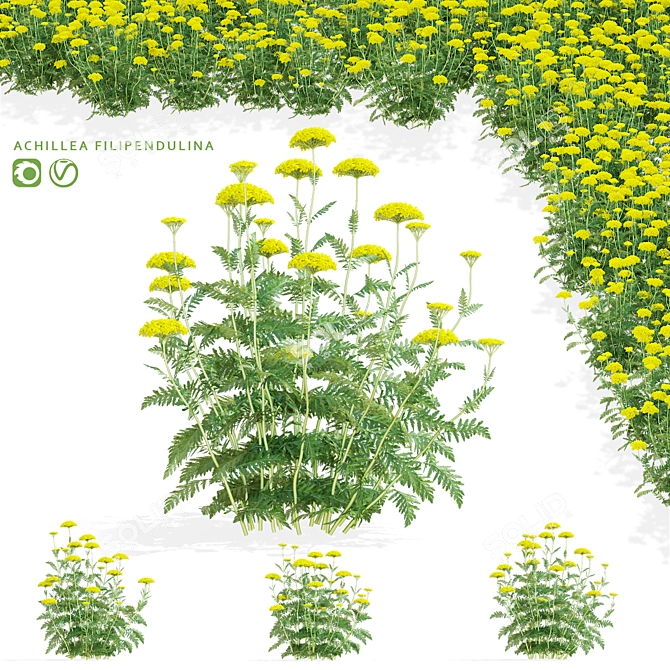 Filipendula Achillea 3D Flower Models 3D model image 1