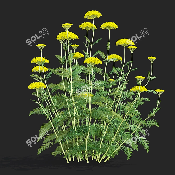 Filipendula Achillea 3D Flower Models 3D model image 4