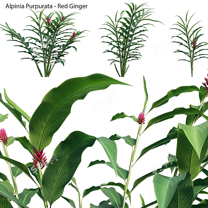 Versatile 3D Alpinia Plant Models 3D model image 1