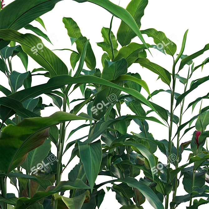 Versatile 3D Alpinia Plant Models 3D model image 2