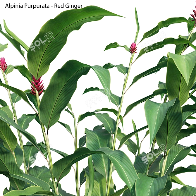 Versatile 3D Alpinia Plant Models 3D model image 3