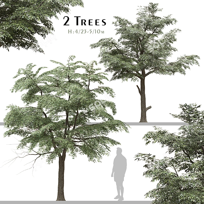 European Common Ash Tree Pair 3D model image 1