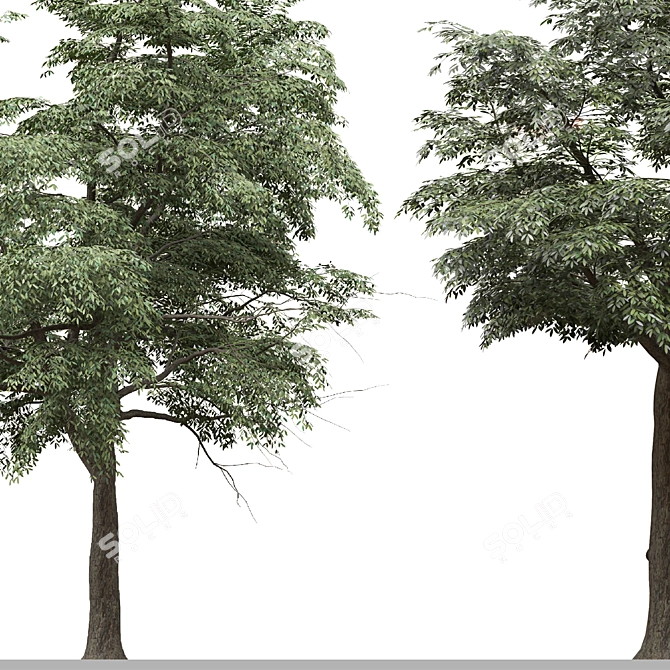 European Common Ash Tree Pair 3D model image 4