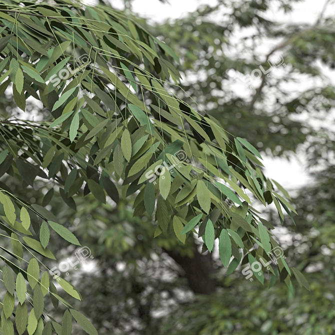 European Common Ash Tree Pair 3D model image 6