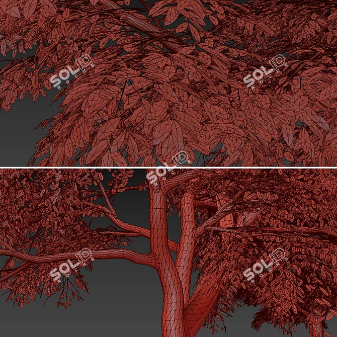 European Common Ash Tree Pair 3D model image 7