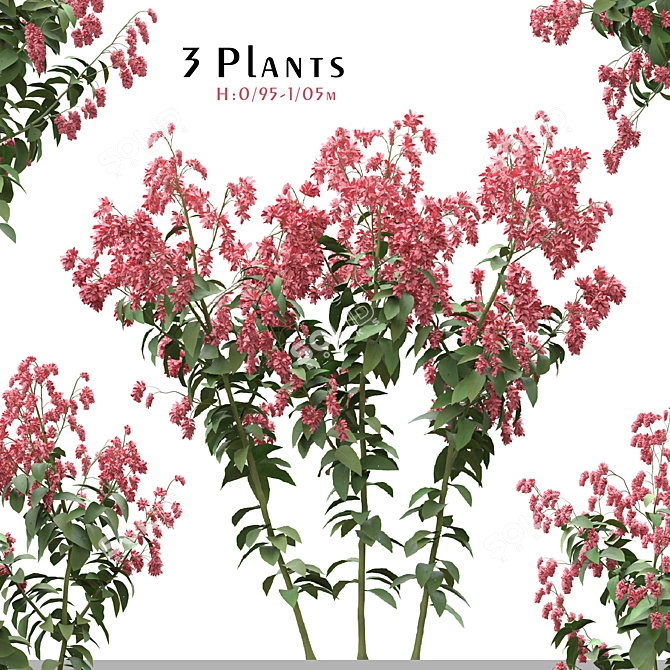 Polygonum Orientale Set (3 Plants) 3D model image 1