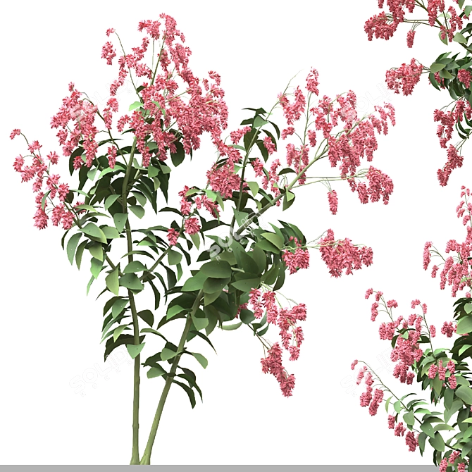 Polygonum Orientale Set (3 Plants) 3D model image 3