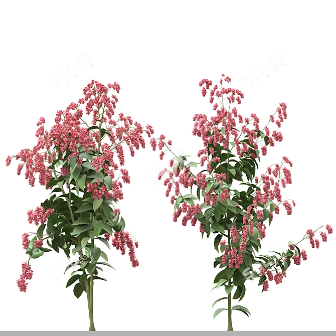 Polygonum Orientale Set (3 Plants) 3D model image 4