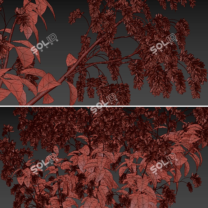 Polygonum Orientale Set (3 Plants) 3D model image 7