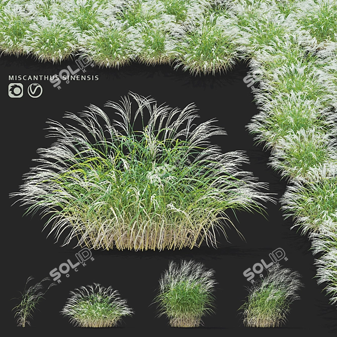  Chinese Miscanthus 3D Models 3D model image 1